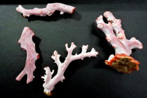 買取　珊瑚　サンゴ　盛岡　まねき堂